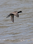 American Coot 7473